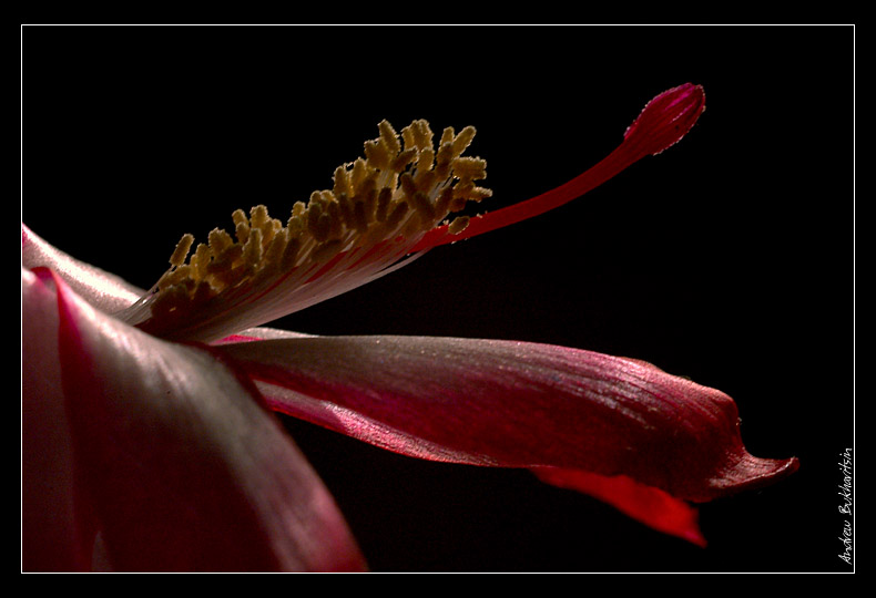 photo "beauty" tags: macro and close-up, nature, flowers