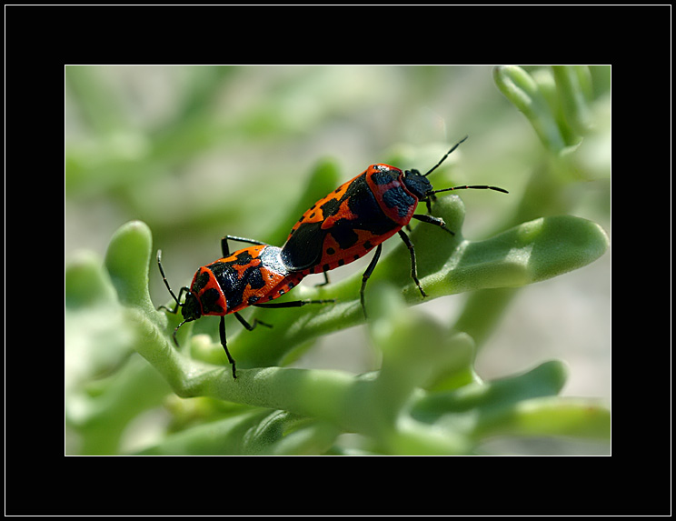 photo "Couple" tags: macro and close-up, nature, insect