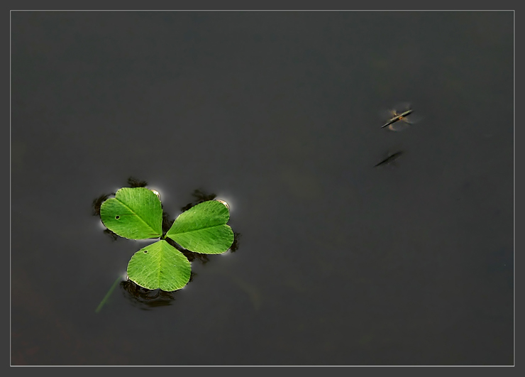 photo "Mosquito flight" tags: misc., 