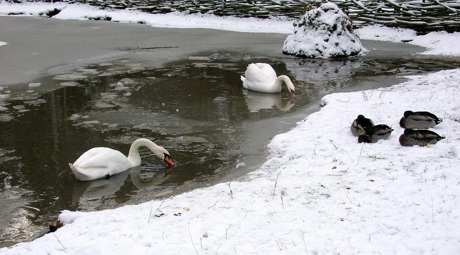 photo "Ducks, swans!" tags: nature, 