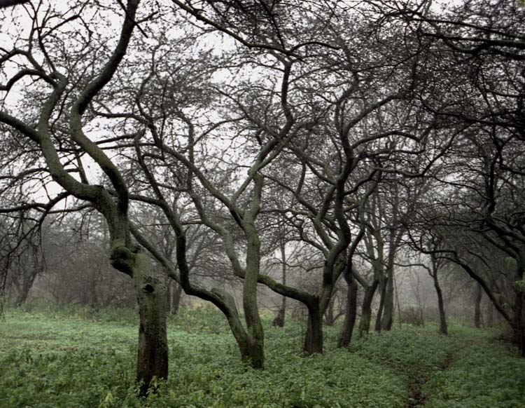 photo "Gloomy november" tags: landscape, autumn