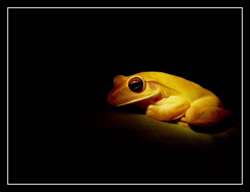 фото "Treefrog 2" метки: природа, макро и крупный план, дикие животные