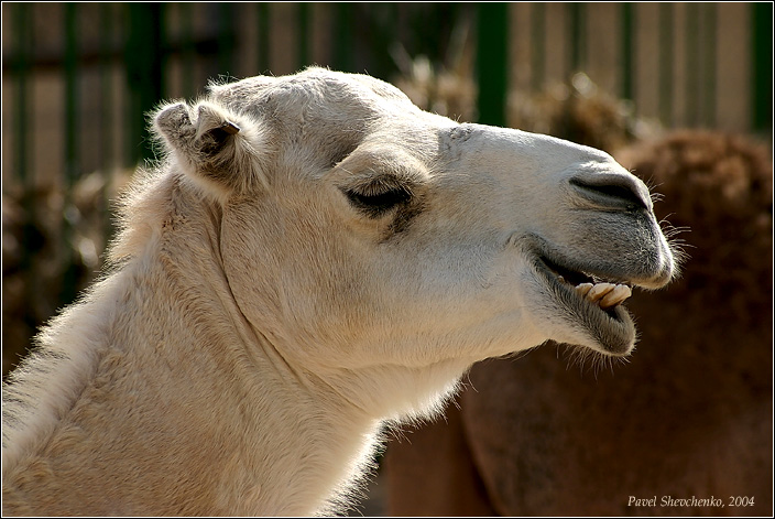 photo "Dreams" tags: nature, pets/farm animals