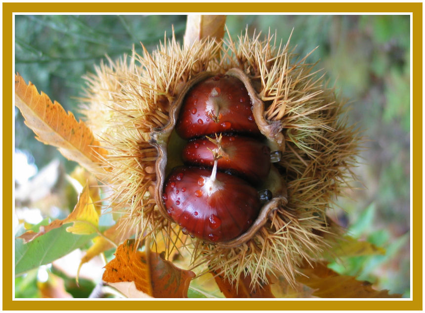 photo "Castanhas" tags: nature, macro and close-up, 