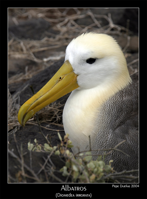 photo "Albatros (Diomedea irrorata)" tags: nature, travel, South America, wild animals
