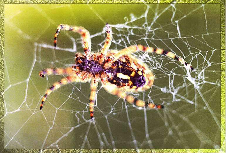 фото "Сети" метки: природа, макро и крупный план, насекомое