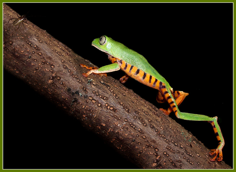 photo "Lunch-2" tags: macro and close-up, nature, wild animals