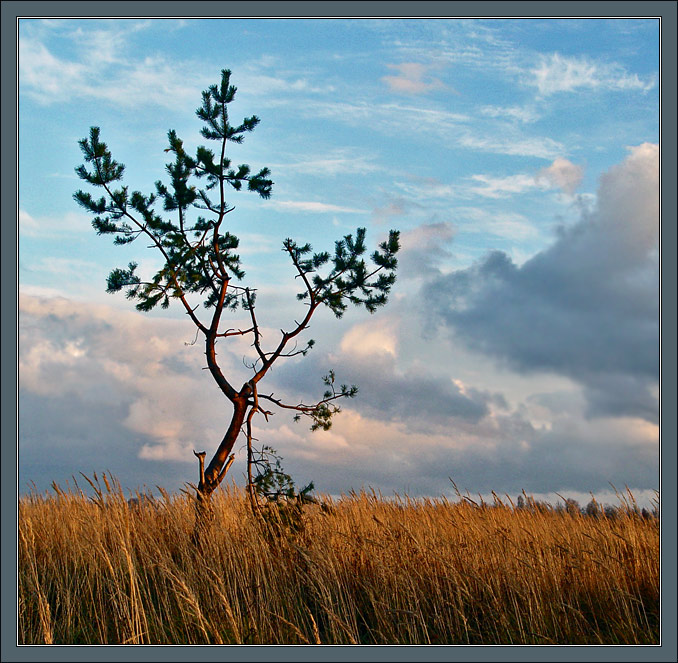 photo "November picture with pine" tags: landscape, autumn