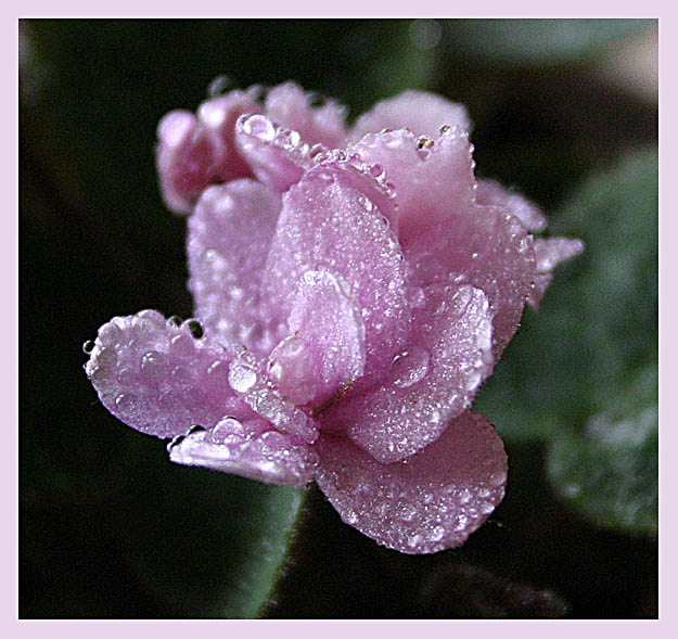 photo "Violet" tags: nature, macro and close-up, flowers