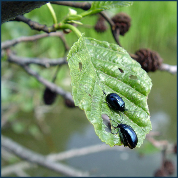 photo "Zuki" tags: nature, macro and close-up, insect