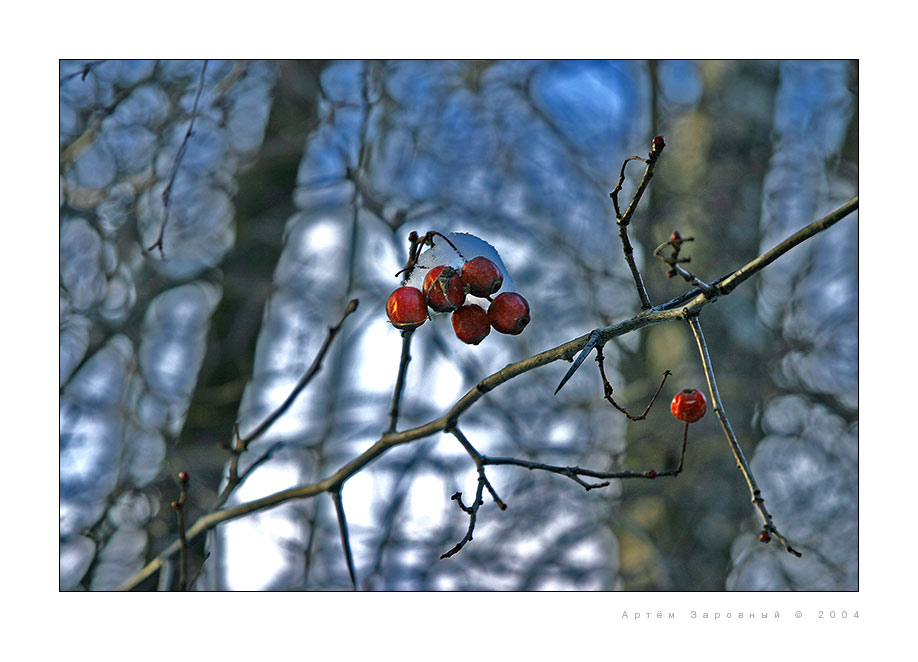 photo "Winter berry" tags: nature, flowers