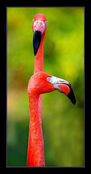 фото "Sticks for the Golf" метки: природа, жанр, дикие животные