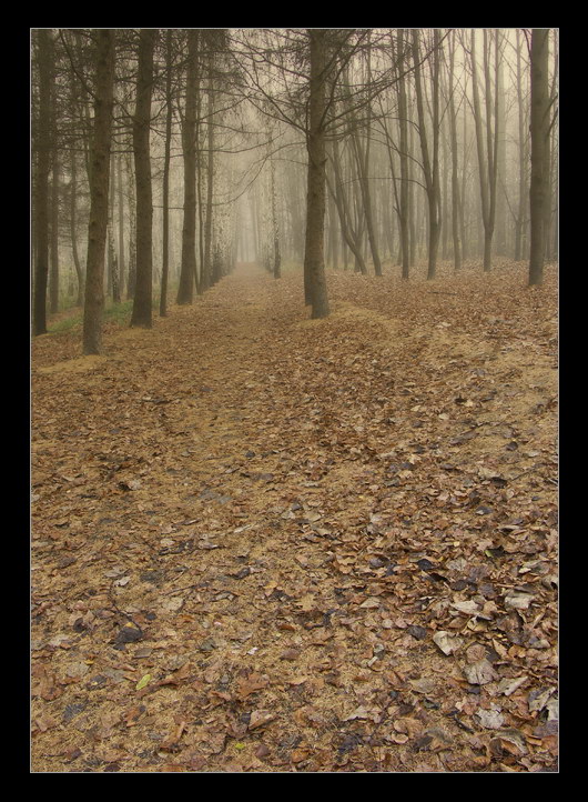 photo "Auschwitz - Alone in park" tags: misc., landscape, 