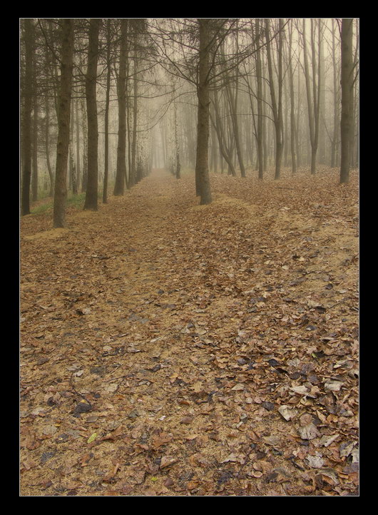 фото "Auschwitz - Alone in park" метки: разное, пейзаж, 