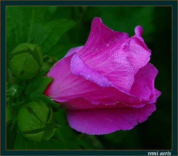 photo "flower for....." tags: nature, macro and close-up, flowers