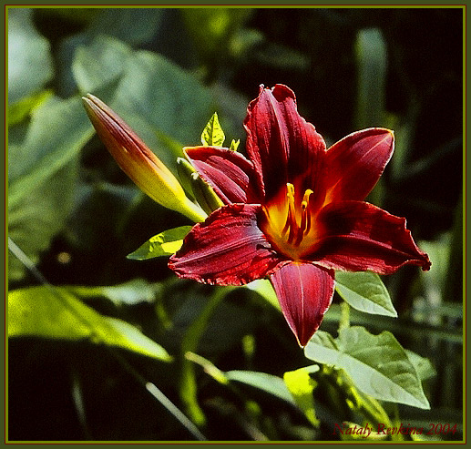 photo "The lily" tags: nature, flowers
