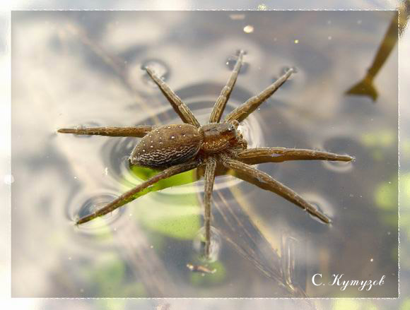 photo "Spider on water" tags: nature, macro and close-up, insect