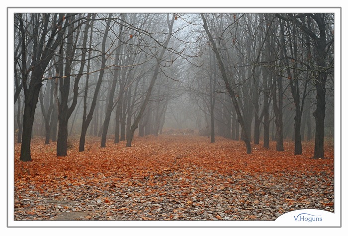 photo "Misty autumn" tags: landscape, autumn, forest