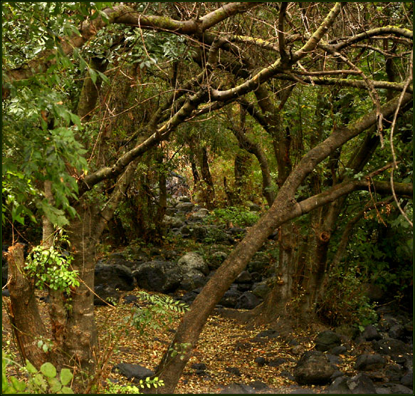 photo "after rain" tags: nature, landscape, forest