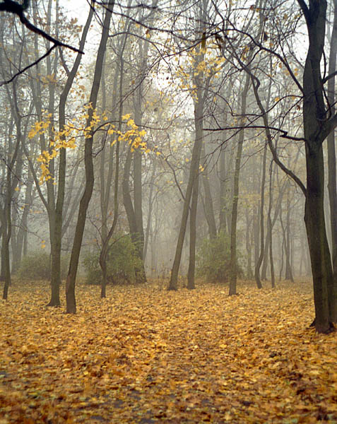 photo "Fall fog (2)" tags: landscape, autumn