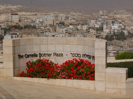 photo "flowers in the urban desert" tags: architecture, nature, landscape, flowers