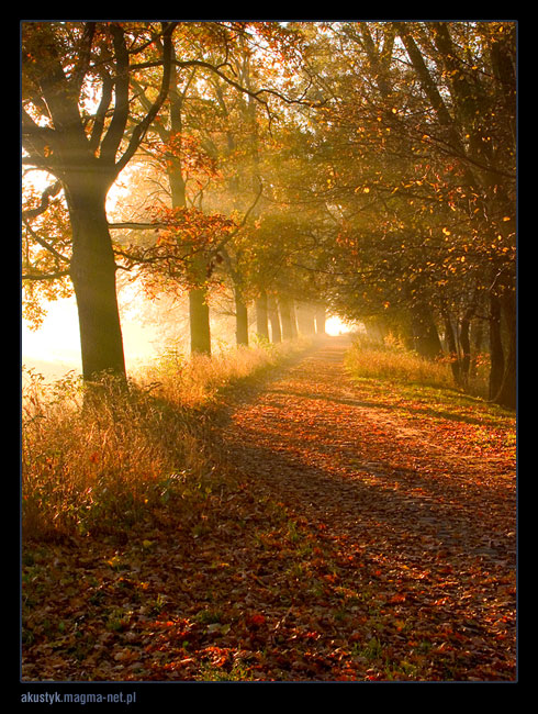 photo "odra 2" tags: landscape, sunset, water