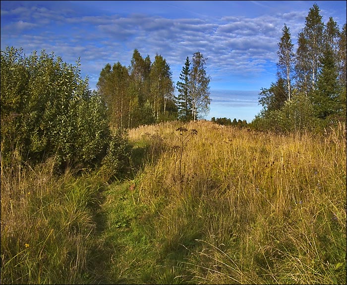 photo "Footpath" tags: landscape, forest, summer