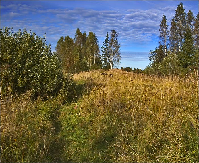 фото "Тропинка" метки: пейзаж, лес, лето