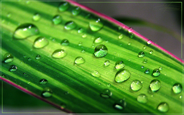 photo "Jewelry." tags: nature, macro and close-up, flowers