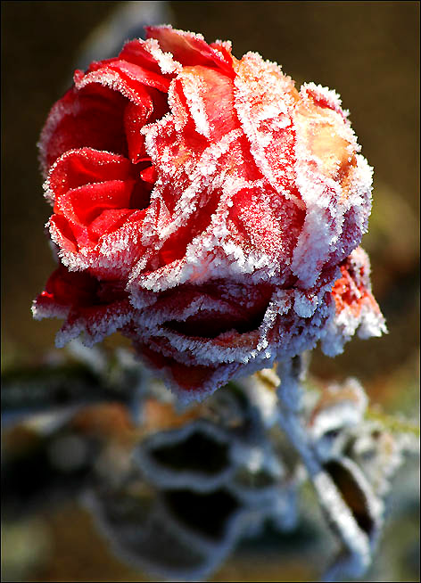 photo "*" tags: nature, flowers