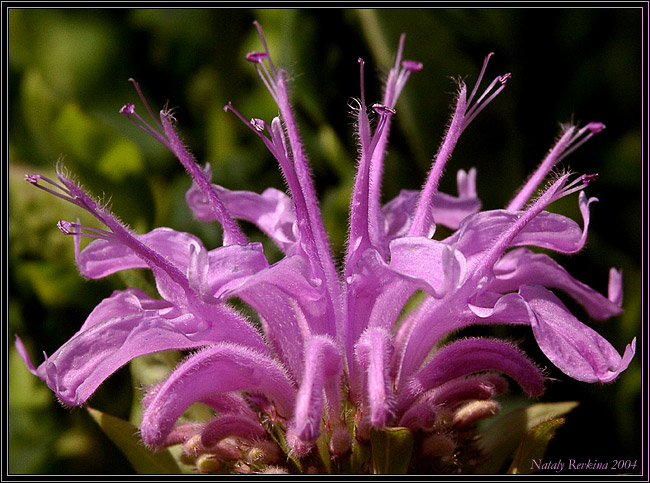 photo "A Coronal" tags: nature, macro and close-up, flowers