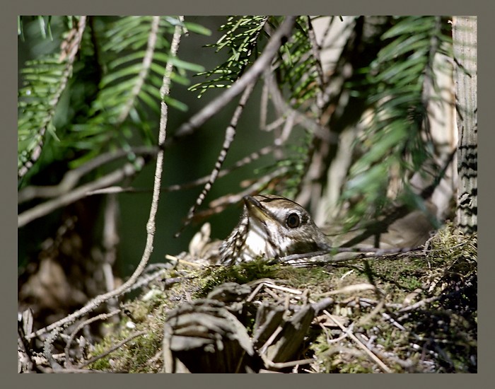 photo "Сuckoo" tags: nature, wild animals