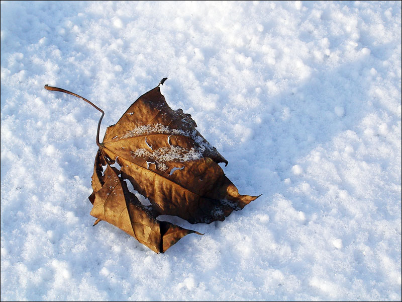 photo "Dry sheet" tags: landscape, autumn, winter