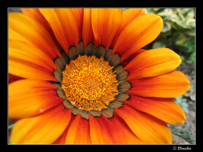 photo "***" tags: nature, macro and close-up, flowers