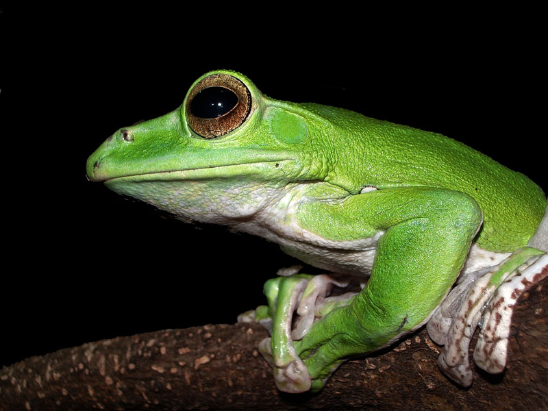 photo "The sceptic" tags: macro and close-up, nature, wild animals