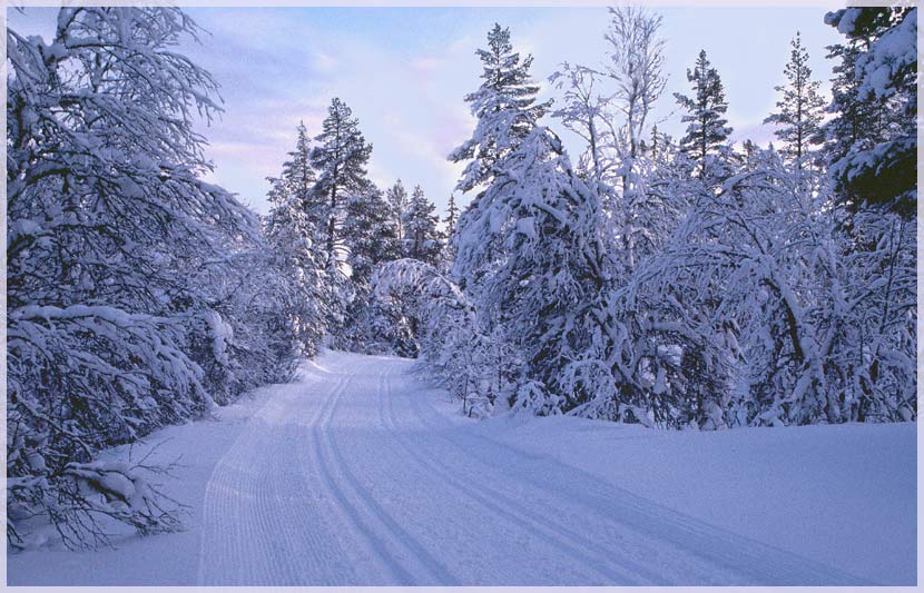 photo "On the ski track." tags: landscape, forest