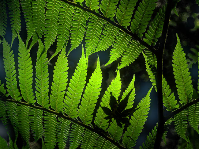 photo "Fern" tags: nature, macro and close-up, flowers