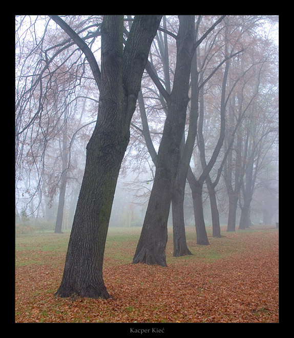 photo "autunno" tags: landscape, autumn, forest