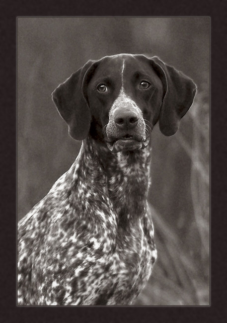 photo "Portrait of a dog" tags: portrait, nature, pets/farm animals