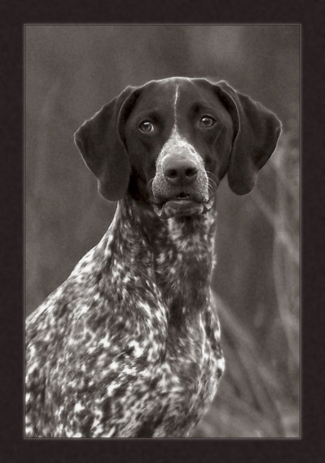 фото "Portrait of a dog" метки: портрет, природа, домашние животные