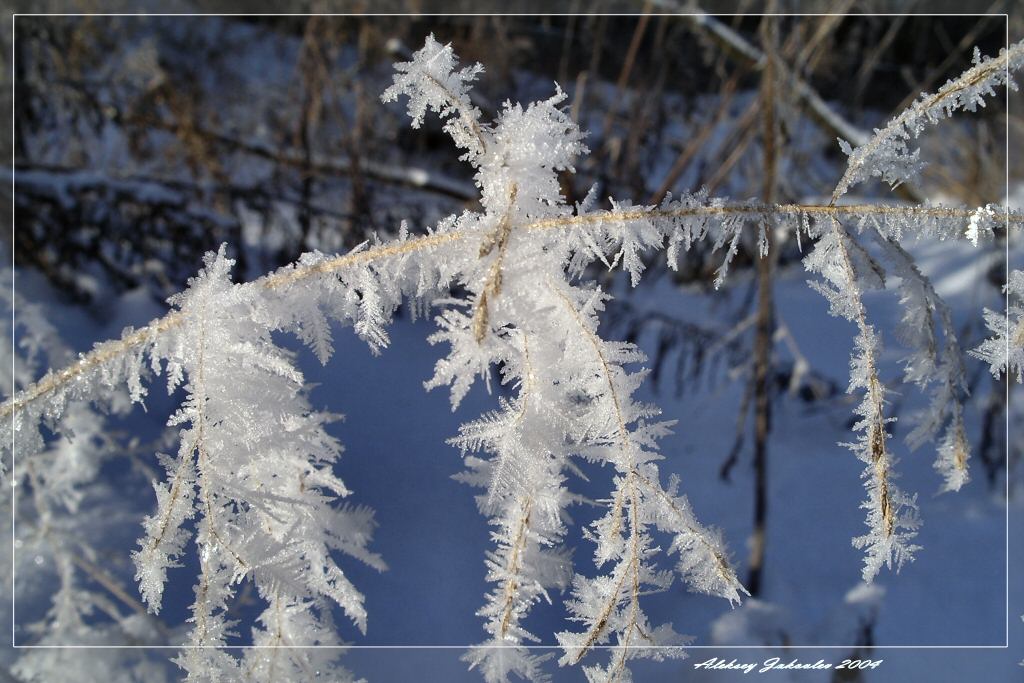 фото "Дыхание Снежной королевы" метки: макро и крупный план, природа, 