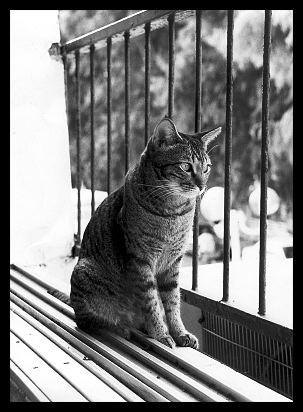 photo "Le chat" tags: black&white, 