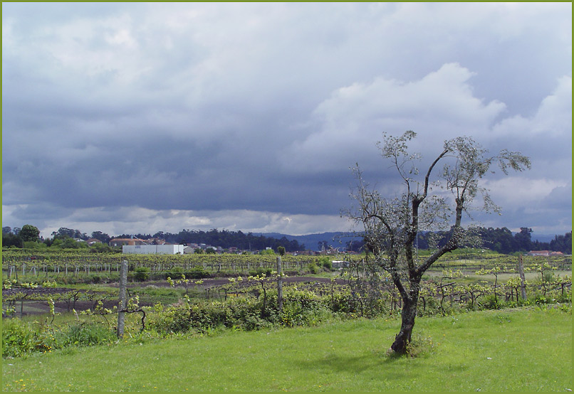 photo "The green of the vineyard" tags: landscape, nature, flowers, winter