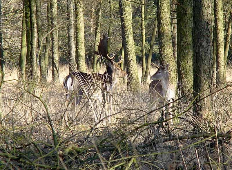 photo "Lovers" tags: nature, wild animals