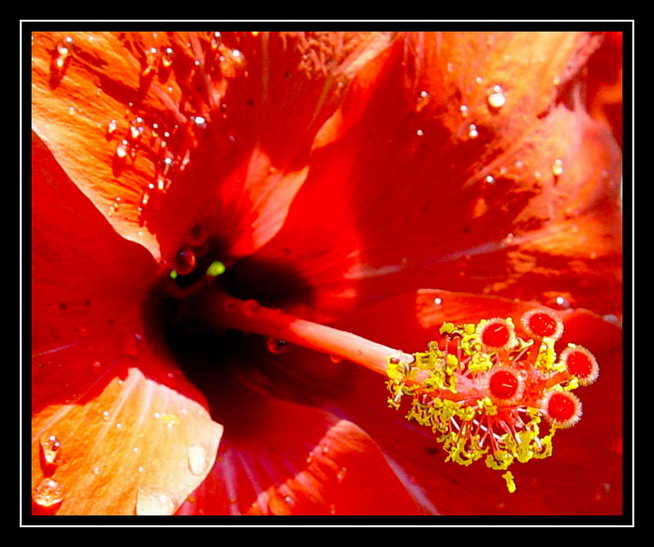 photo "One more Ibisco for Ana" tags: nature, macro and close-up, flowers