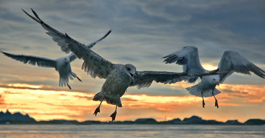 photo "Three gull" tags: nature, wild animals