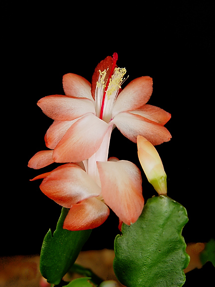 фото "Cactus Flower 2" метки: природа, макро и крупный план, цветы