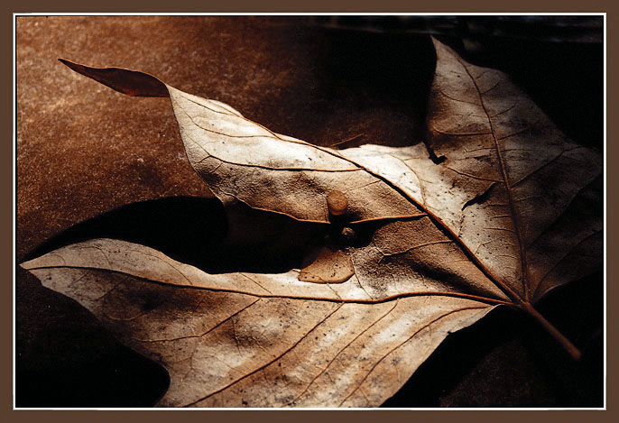 photo "Untitled photo" tags: still life, landscape, autumn