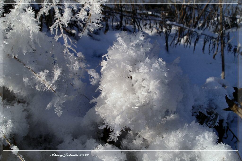 photo "Freezing lace" tags: macro and close-up, nature, 