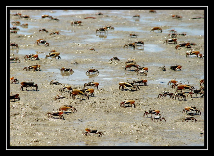 photo "Crabs Sea" tags: nature, landscape, water, wild animals